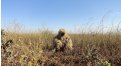 Маскировочный халат Taganrog Друид – купить по цене 3500 руб. в интернет-магазине в городе Новокузнецк картинка 17